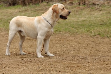 köpek Labrador Retriever doğa üzerinde duruyor