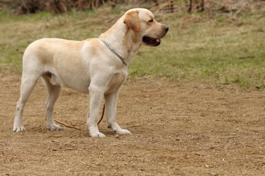 dog Labrador Retriever stands on the nature clipart