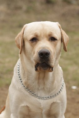 köpek Labrador Retriever dudağını ısırdı