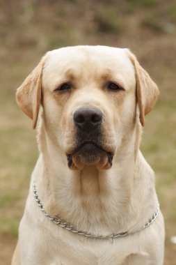 Sarı bir köpek Labrador geri almak 