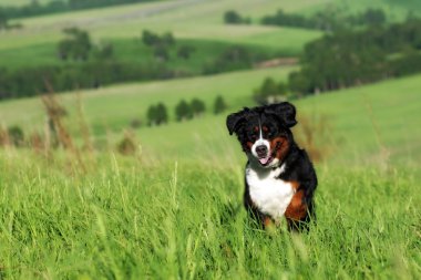 Güzel Bernese dağ köpeği çalışır