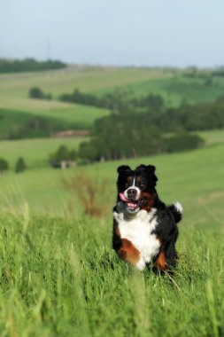 Güzel Bernese dağ köpeği çalışır