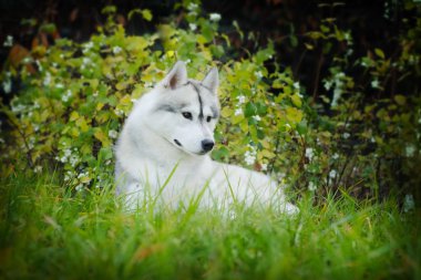 beautiful husky dog outdoors clipart