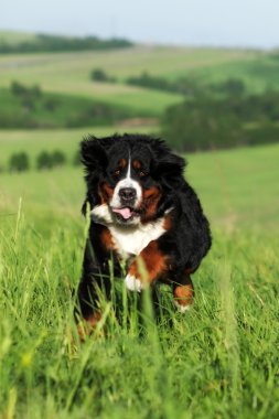 Güzel Bernese dağ köpeği çalışır