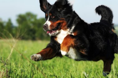 güzel mutlu Bernese dağ köpeği 