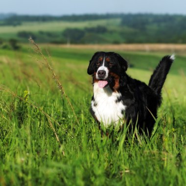 Güzel Bernese dağ köpeği çalışır