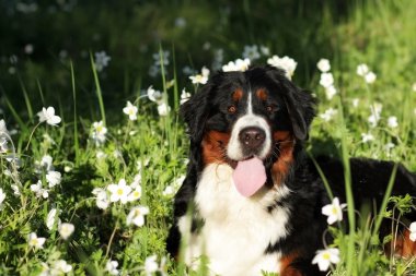 güzel mutlu Bernese dağ köpeği