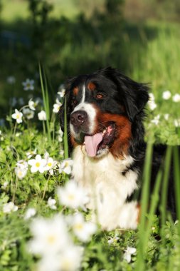güzel mutlu köpek Bernese dağ köpeği 