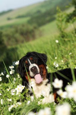 güzel mutlu köpek Bernese dağ köpeği 