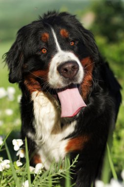 mutlu Bernese dağ köpeği