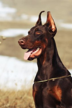 kahverengi Doberman köpek şampiyonu 