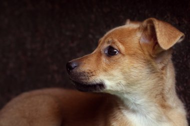 üzgün kırmızı köpek yavrusu köpek 
