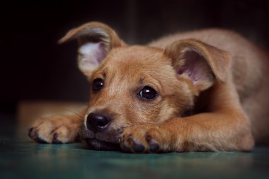 kırmızı köpek yavrusu köpek vasıl belgili tanımlık sığınak