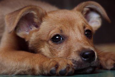 kırmızı köpek yavrusu köpek vasıl belgili tanımlık sığınak