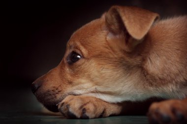 üzgün kırmızı köpek yavrusu köpek vasıl belgili tanımlık sığınak