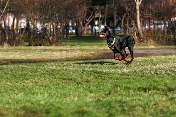 Svart hund Doberman Pinscher löpning — Stockfoto