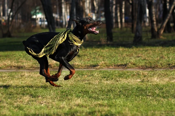 Чорний собака доберман пінчер біг — стокове фото