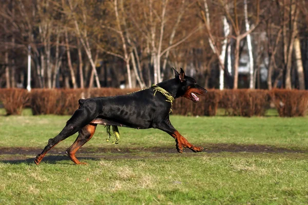 Černý pes Dobrman běžící — Stock fotografie