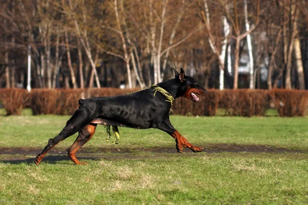 Μαύρο σκυλί Doberman Pinscher τρέξιμο — Φωτογραφία Αρχείου