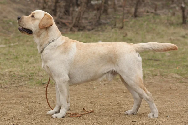 Açık kahverengi köpek Labrador geri almak — Stok fotoğraf