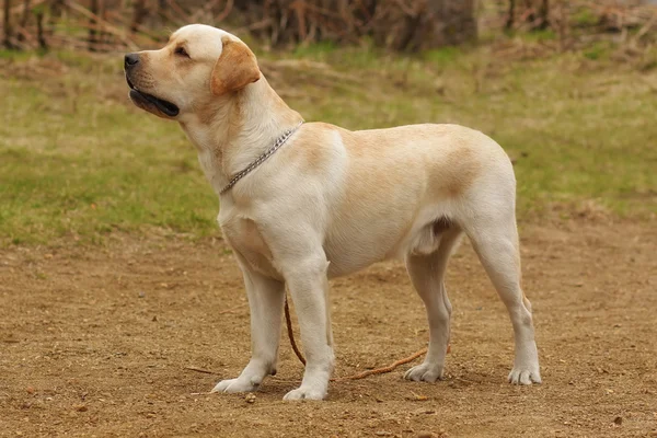 köpek Labrador Retriever başını dik duruyor