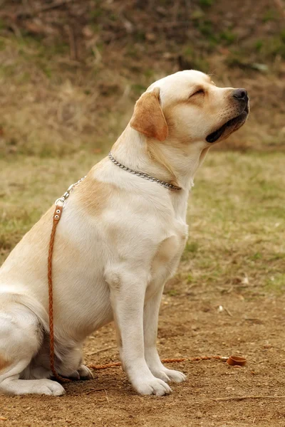 Labrador hond vergadering en dromen — Stockfoto