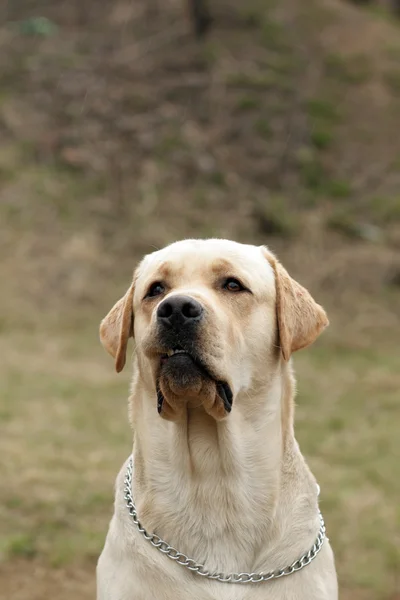 Cão amarelo Labrador Retriever — Fotografia de Stock