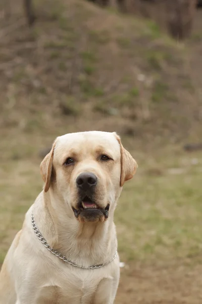 ラブラドル ・ レトリーバー犬の視線は犬を子鹿します。 — ストック写真