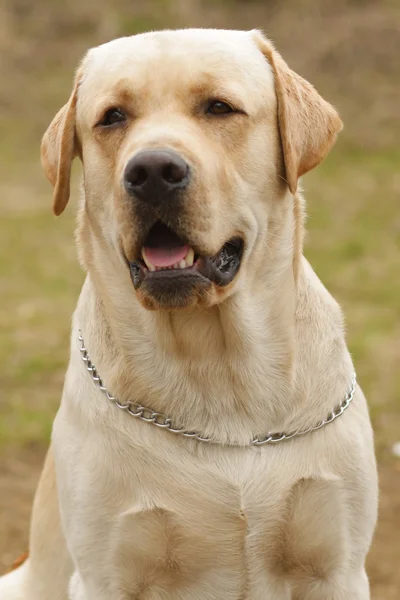 Beautiful purebred fawn dog Labrador Retriever — Stock Photo, Image