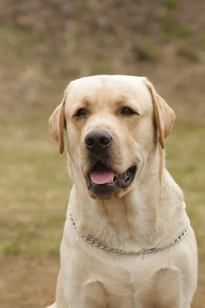 Muito bom cão amarelo Labrador — Fotografia de Stock