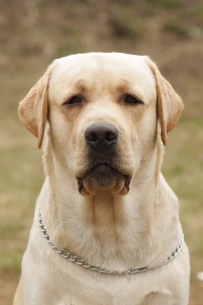 Gula hund Labrador Retriever — Stockfoto