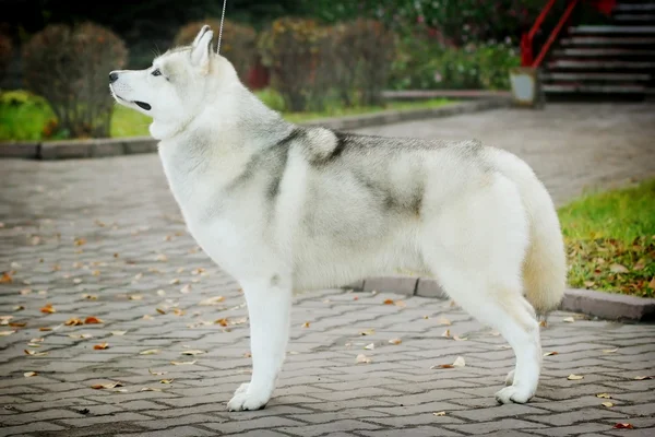 Bonito cão husky de pé — Fotografia de Stock