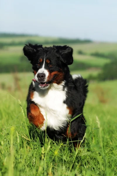 Gyönyörű Bernese hegy kutya fut — Stock Fotó