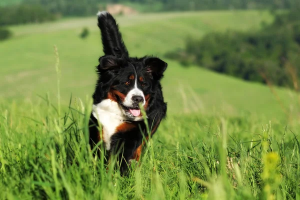 Bonito Bernese montanha cão corre — Fotografia de Stock