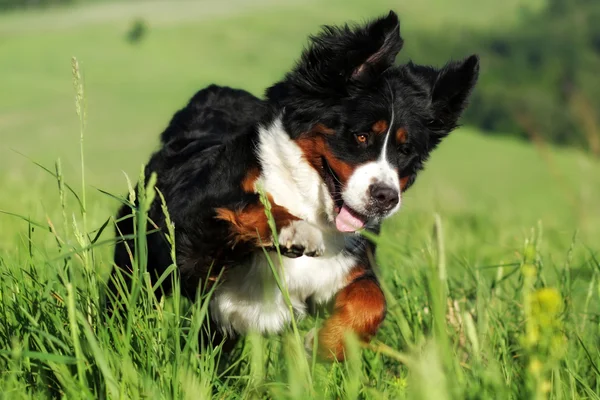 Belo cão de montanha feliz Bernese — Fotografia de Stock