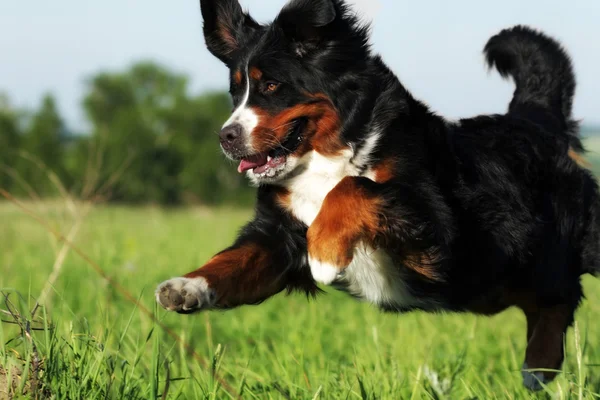 güzel mutlu Bernese dağ köpeği 