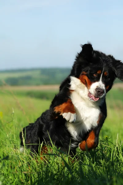 güzel mutlu Bernese dağ köpeği 