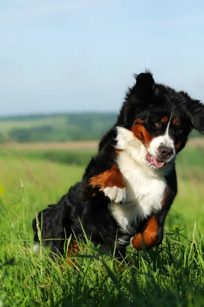 Piękny szczęśliwy Berneński pies pasterski — Zdjęcie stockowe