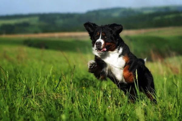 Beau chien de montagne bernois heureux — Photo