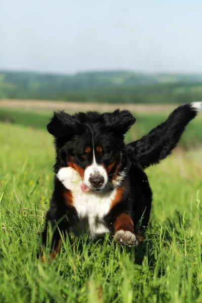 Belo cão de montanha feliz Bernese — Fotografia de Stock