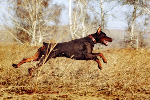 Bruine hond Dobermann Pinscher loopt galop — Stockfoto