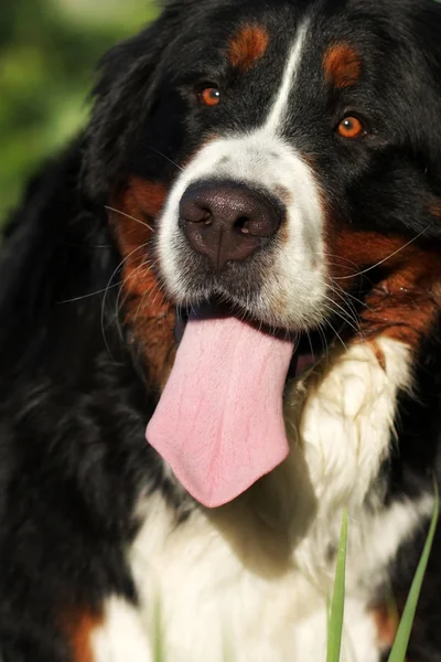 Felice cane di montagna bernese — Foto Stock
