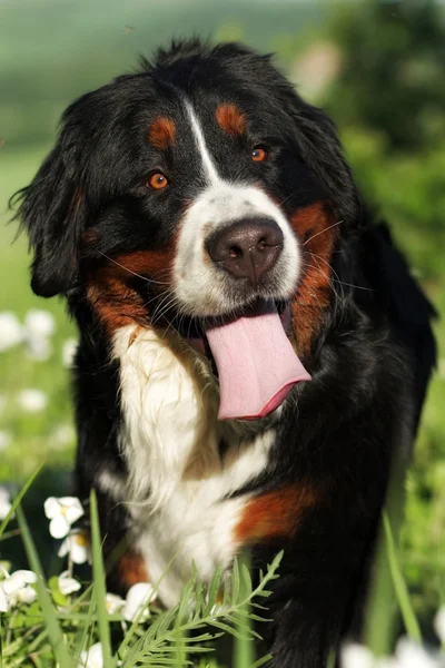 Felice cane di montagna bernese — Foto Stock