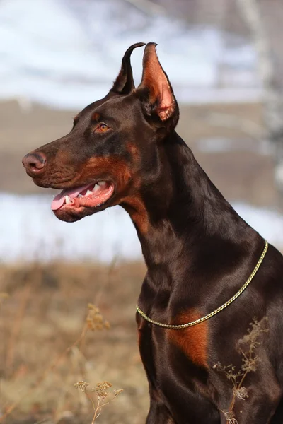 Gyönyörű fajtiszta barna Doberman kutya — Stock Fotó