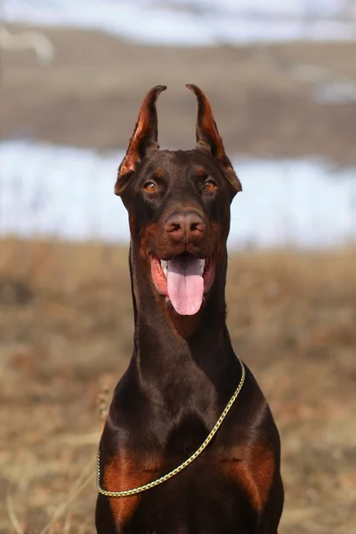 Beautiful purebred brown Doberman dog — Stock Photo, Image