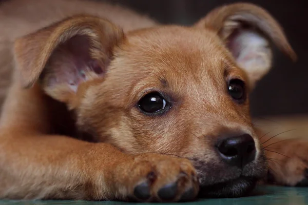kırmızı köpek yavrusu köpek vasıl belgili tanımlık sığınak