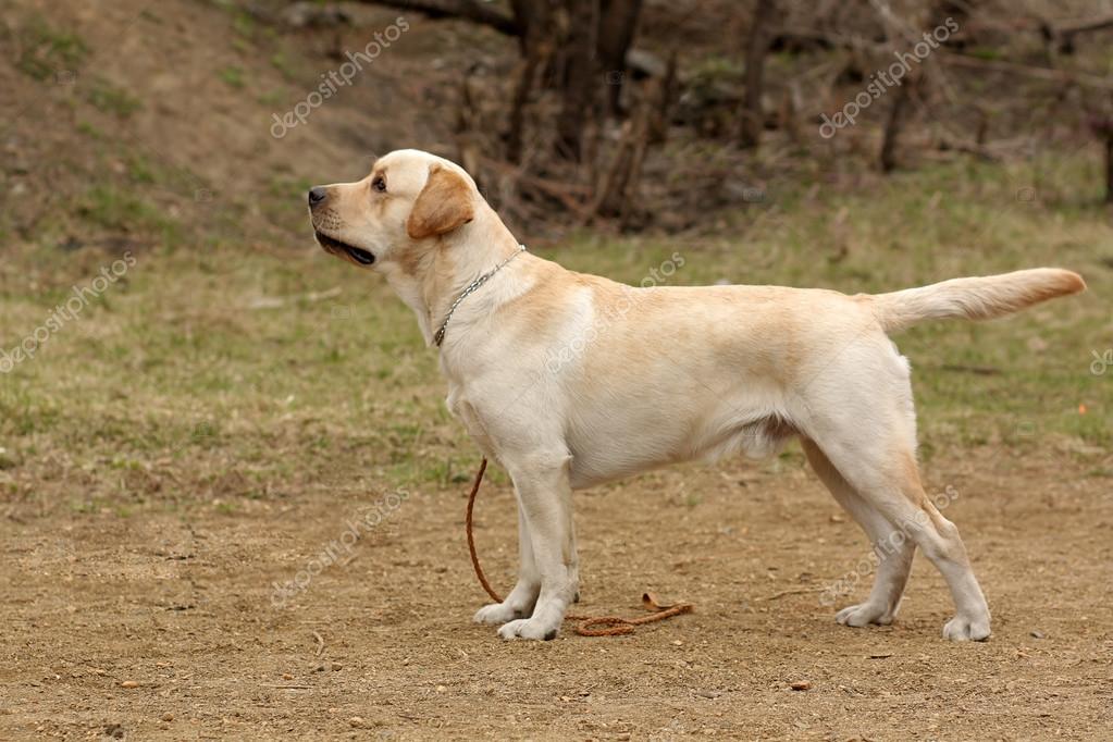 labrador dog purebred