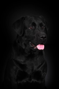 Güzel Bernese dağ köpeği çalışır