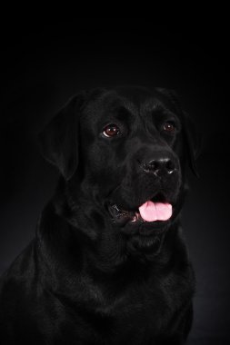 Güzel Bernese dağ köpeği çalışır