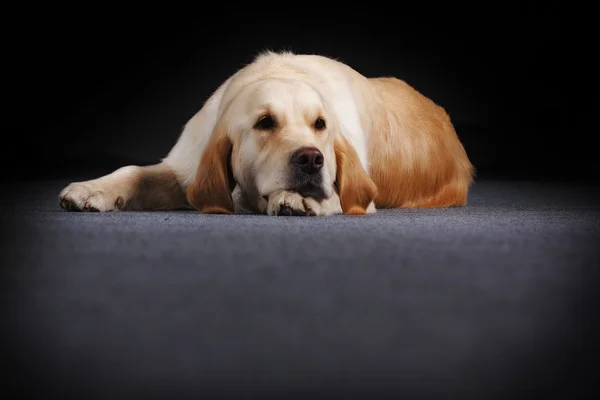 Hermoso perro de montaña bernés corre — Foto de Stock